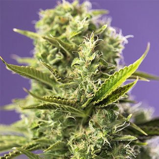 OG Kush wietsoort met hoog CBD gehalte Plant OG Kush wietsoort met hoog CBD gehalte