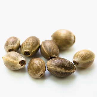 OG Kush zaden OG Kush zaden van het Wietzaadjes huismerk.