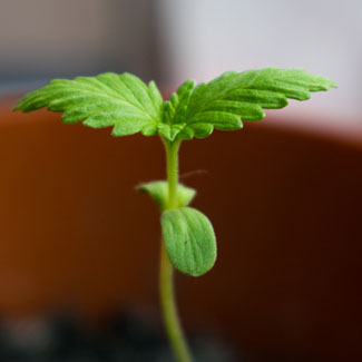 Zaailing medicinale cannabissoort tegen pijn Zaailing medicinale cannabissoort tegen pijn