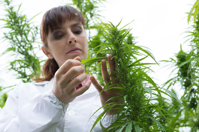In Nederlandse is slechts één legale medicinale cannabiskweker In Nederlandse is slechts één legale medicinale cannabiskweker