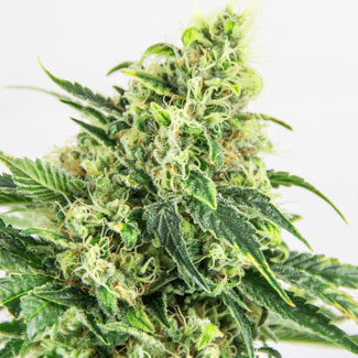 Medical Mass cannabisplant in bloeifase Medical Mass cannabisplant in bloeifase