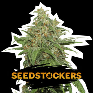 AK420 Auto van Seedstockers. AK420 Auto van Seedstockers.