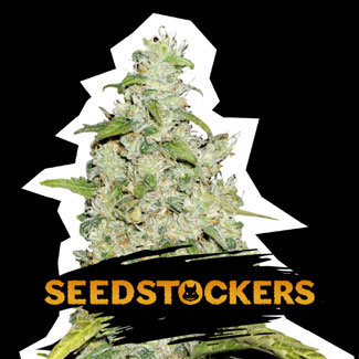 Amnesia Autoflower van Seedstockers. Amnesia Autoflower van Seedstockers.