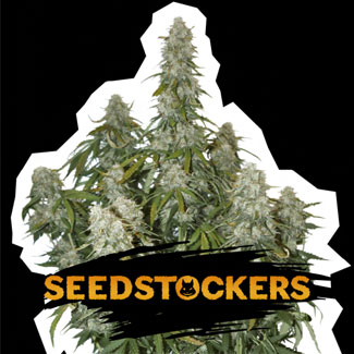 Big Bud Auto van Seed stockers. Big Bud Auto van Seed stockers.