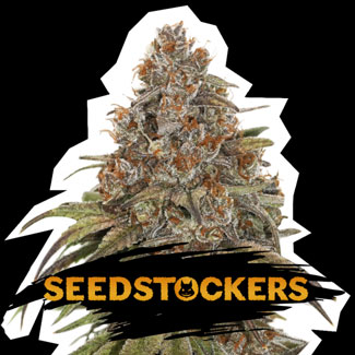 Blackberry Gum Auto van Seedstockers. Blackberry Gum Auto van Seedstockers.