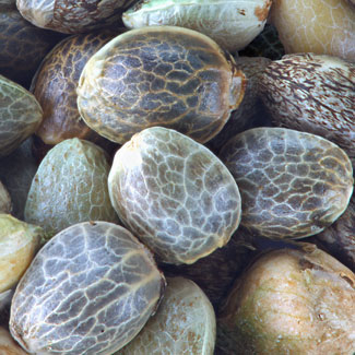 Cannabis zaadjes van ACE Seeds Cannabis zaadjes van ACE Seeds
