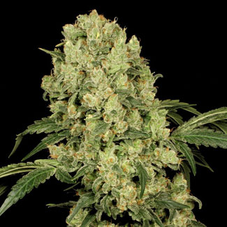 AK47 van Serious Seeds AK47 van Serious Seeds