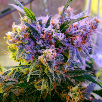 Aurora Indica Nirvana Seeds Aurora Indica Nirvana Seeds
