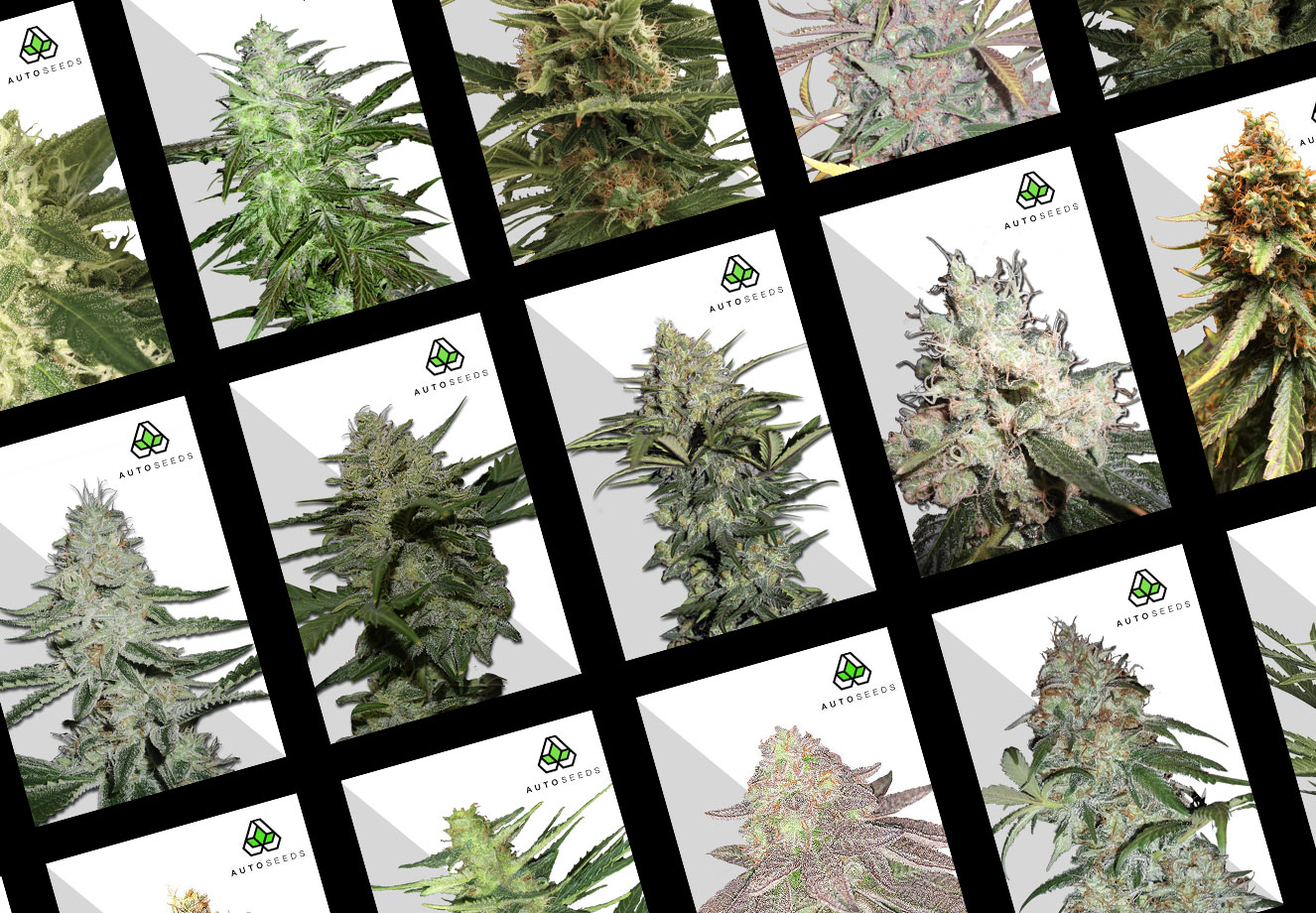 Auto Seeds autoflowering cannabis zaden. Auto Seeds autoflowering cannabis zaden.