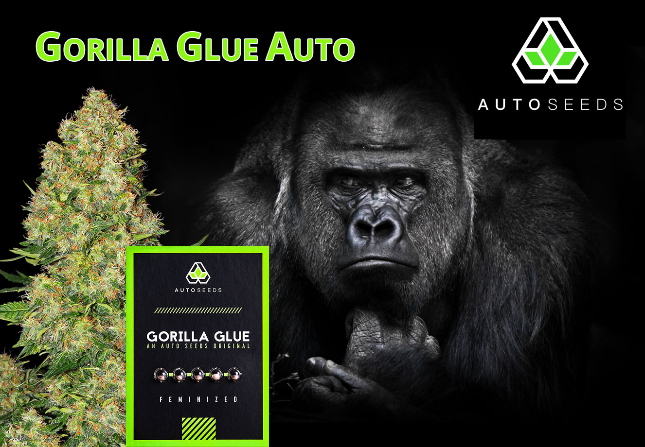 Gorilla Glue Autoflower van Auto Seeds. Gorilla Glue Autoflower van Auto Seeds.