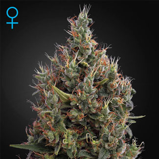 Big Bag van Feminised seeds Big Bag van Feminised seeds