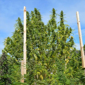 Buiten kweek Panama X Bangi Haz Buiten kweek Panama X Bangi Haze