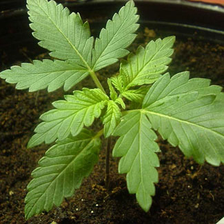 Wietplantje in de groeifase Wietplantje in de groeifase