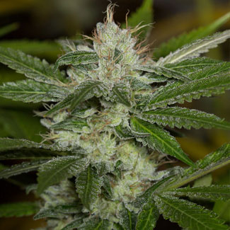 Chemdawg top van Humboldt Seeds Chemdawg top van Humboldt Seeds