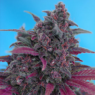 Dark Devil Auto