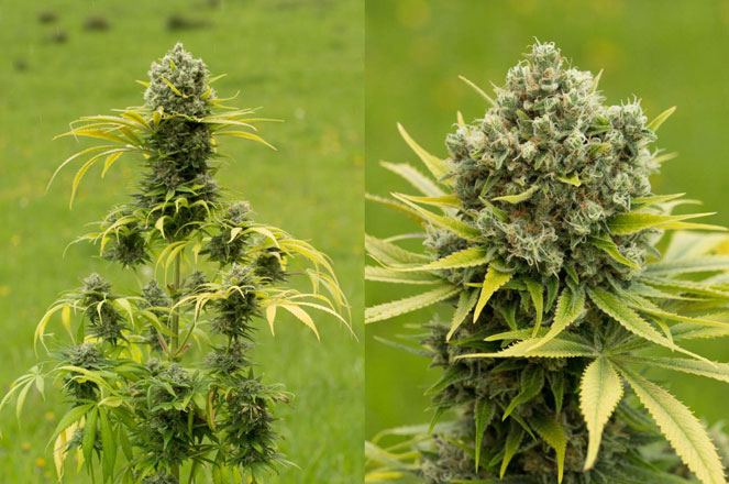 Dinamed CBD Plus belooft tot 20% CBD. Dinamed CBD Plus belooft tot 20% CBD.