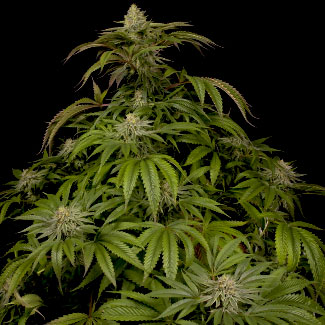 OG Kush wietplant van Dinafem OG Kush wietplant van Dinafem