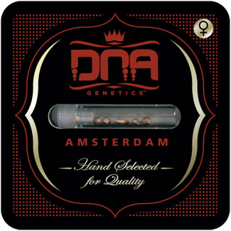 De verpakking van de DNA Genetics wietzaadjes De verpakking van de DNA Genetics wietzaadjes