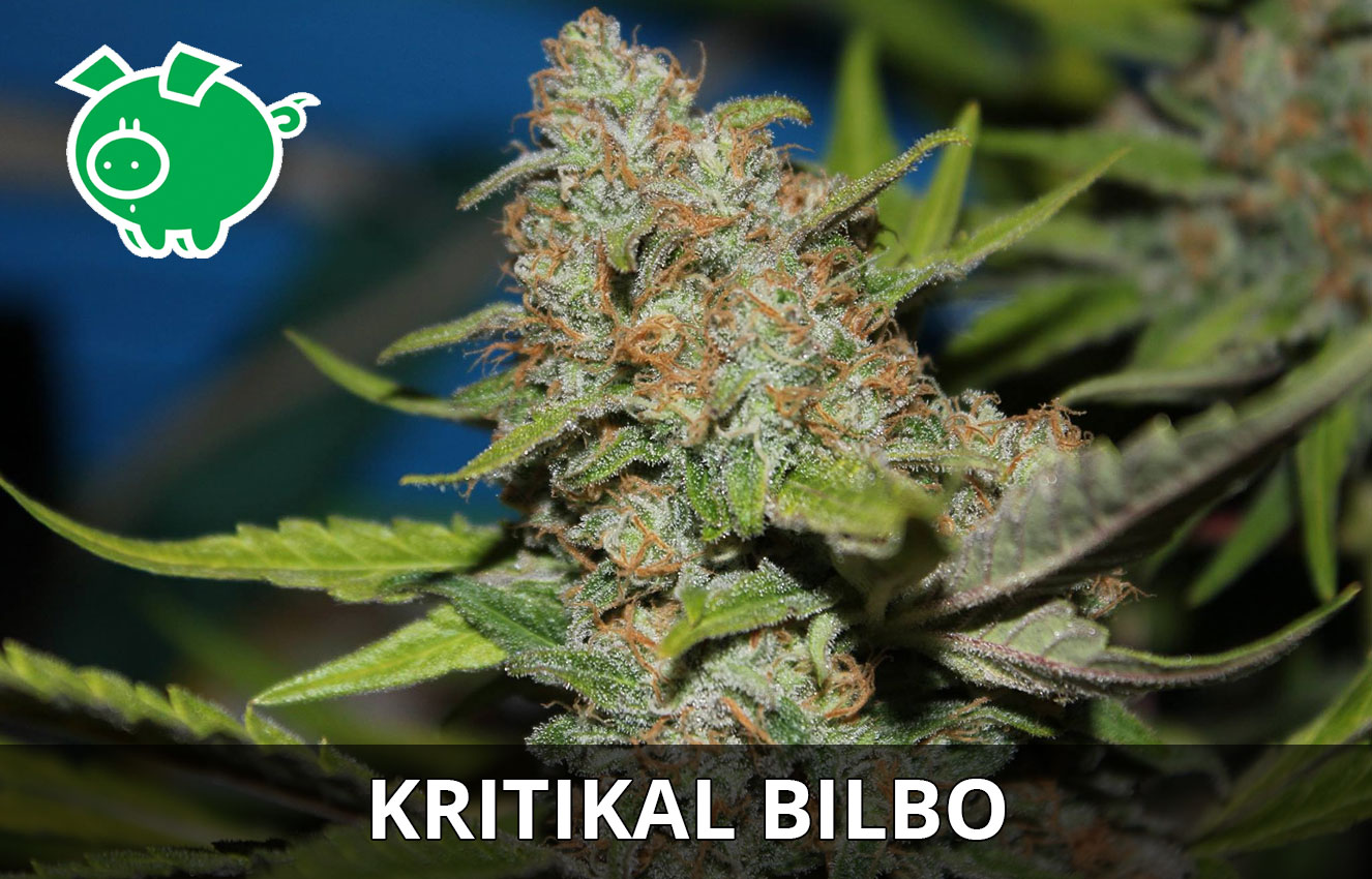 Kritikal Bilbo van Genehtik Seeds. Kritikal Bilbo van Genehtik Seeds.