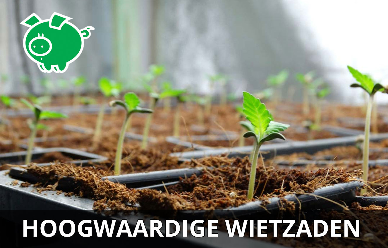 De cannabis zaden van Genehtik Seeds zijn van hoge kwaliteit. De cannabis zaden van Genehtik Seeds zijn van hoge kwaliteit.