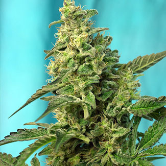 Green Poison F1 Fast Version