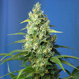 S.A.D. “Honey Peach Auto CBD