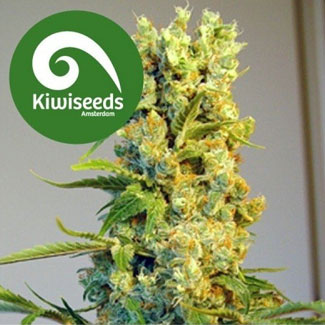 Kiwiseeds Milky Way Kiwiseeds Milky Way