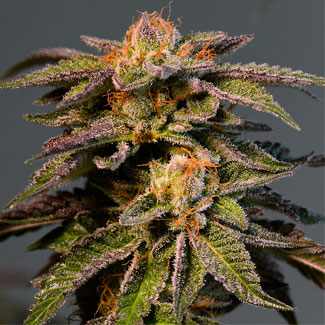 LA Confidential cannabis strain LA Confidential cannabis strain