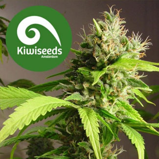 Mako Haze Kiwi Seeds Mako Haze Kiwi Seeds
