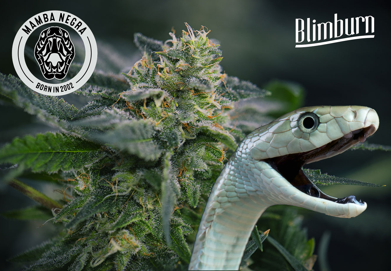 De Mamba Negra Auto is een bekende strain van Blimburn Seeds. De Mamba Negra Auto is een bekende strain van Blimburn Seeds.