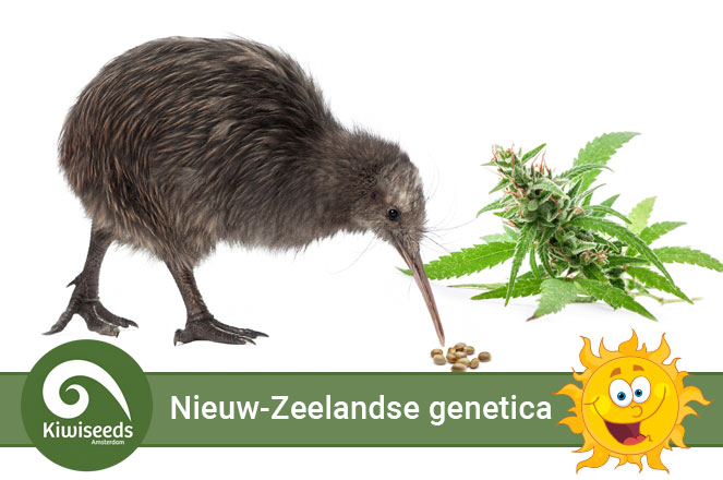 Cannabis zaden met Nieuw-Zeelandse genetica Cannabis zaden met Nieuw-Zeelandse genetica