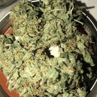 Nirvana's OG Kush auto wiet Nirvana's OG Kush auto wiet