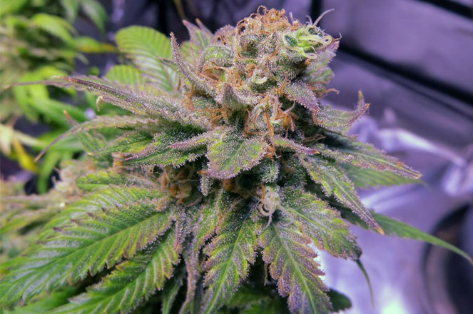 Nirvana Seeds medicinale cannabis. Nirvana Seeds medicinale cannabis.