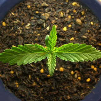 Northern Light feminized van Nirvana Seeds Northern Light feminized van de Nirvana Seed Shop