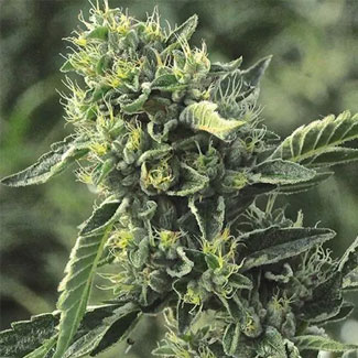 OG Kush top van Humboldt Seeds OG Kush top van Humboldt Seeds
