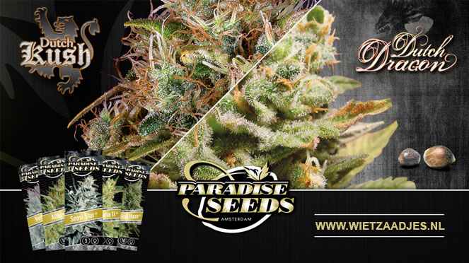 Paradise Seeds Dutch cannabis Paradise Seeds Dutch cannabis