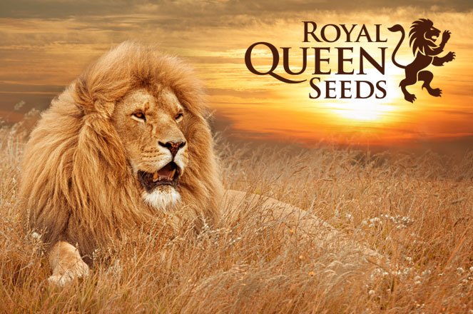 Royal Queen Seeds hoge kwaliteit cannabis zaden. Royal Queen Seeds hoge kwaliteit cannabis zaden .