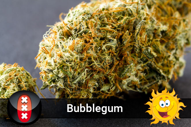 Bubblegum wiet. Bubblegum wiet.