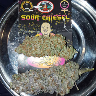 Sour Chiesel Sour Chiesel