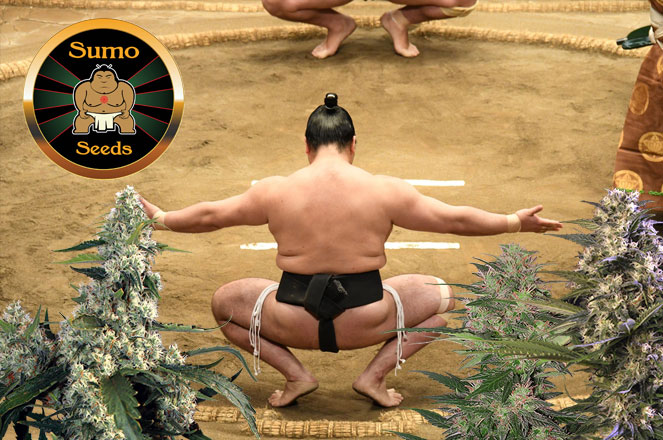 Sumo Seeds hoge kwaliteit cannabis zaden. Sumo Seeds hoge kwaliteit cannabis zaden .
