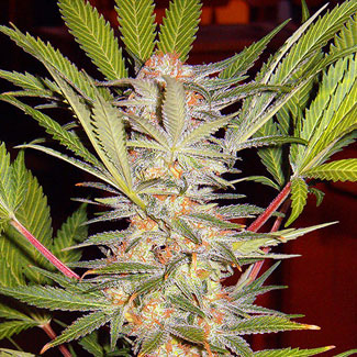 S.A.D. “Sweet Afghani Delicious
