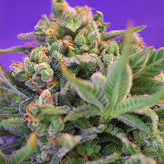 Sweet Cheese bestellen.