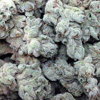 Toppen van de Deimos van Buddha Seeds Deimos van Buddha Seeds