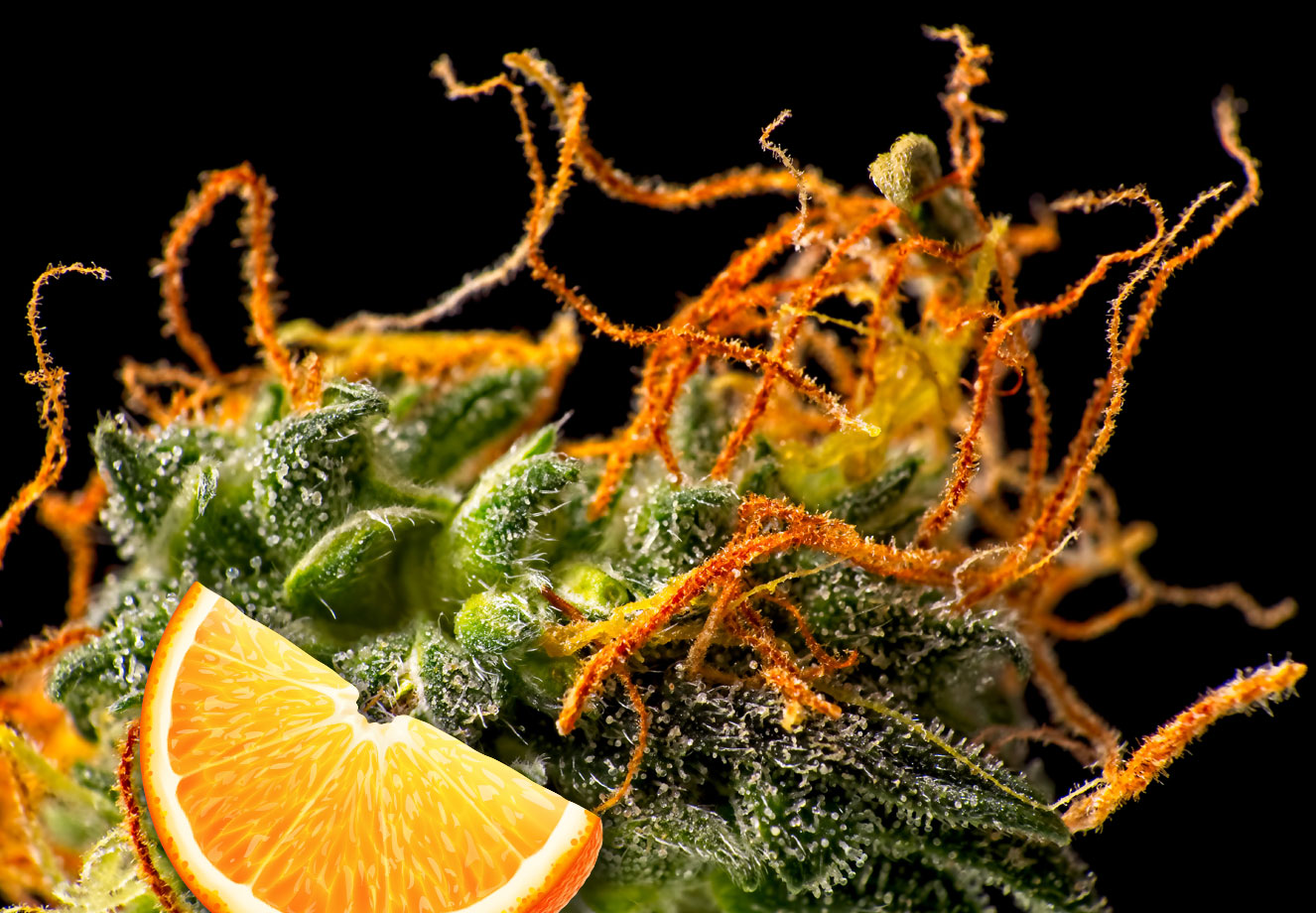 Close-up bloeiharen en trichomen van een Orange Bud wiettop. Close-up bloeiharen en trichomen van een Orange Bud cannabis splant.