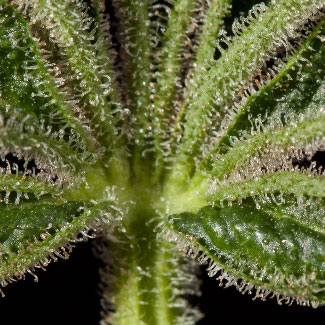 Macro foto van de trichomen op een wietplant Macro foto van de trichomen op een wietplant
