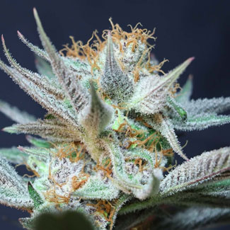 Vanilla Haze CBD Seeds Vanilla Haze CBD Seeds