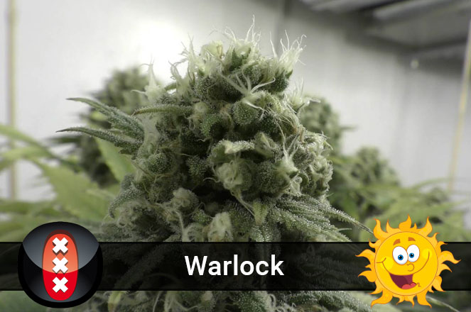Warlock van Serious Seeds in week 7. Warlock van Serious Seeds in week 7.