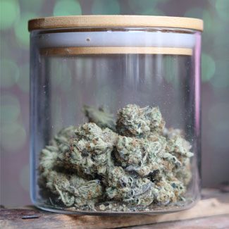 Wiet van de Super Cheese van Feminised seeds Wiet van de Super Cheese van Feminised seeds