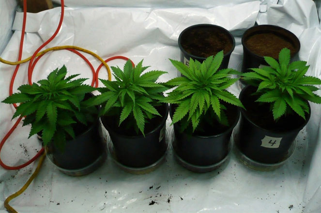 Nirvana wietplantjes in de groeifase Nirvana wietplantjes in de groeifase