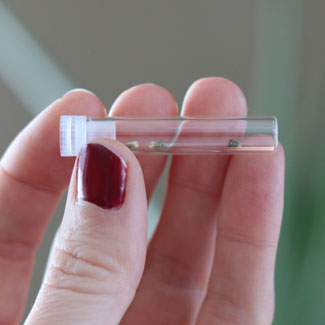Microfuge tube met wietzaadjes Microfuge tube met wietzaadjes